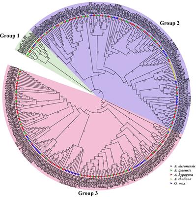 In-silico identification and characterization of O-methyltransferase gene family in peanut (Arachis hypogaea L.) reveals their putative roles in development and stress tolerance